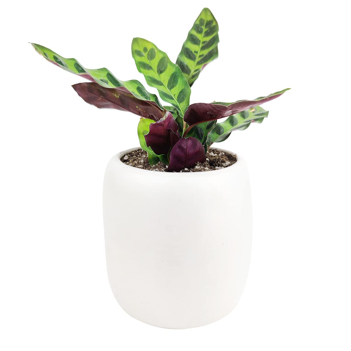 Calathea Lancifolia Rattlesnake Plant (4" Grower Pot) - Healthy Houseplant - Easy Care Indoor Houseplant