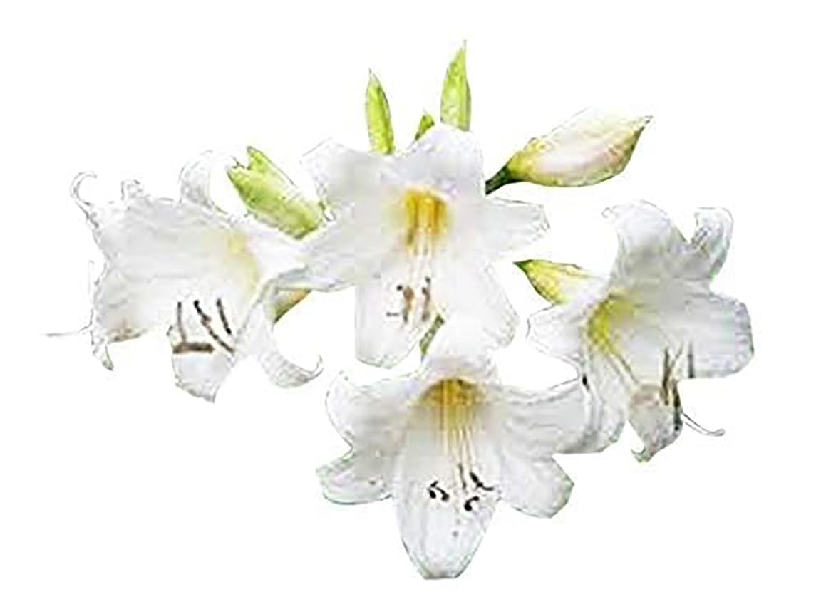 Naked Ladies Amaryllis Belladonna - 3 Pink Bulbs - Stunning Blooms for Outdoor Gardens - Easy-to-Grow Perennial Flowering Plant