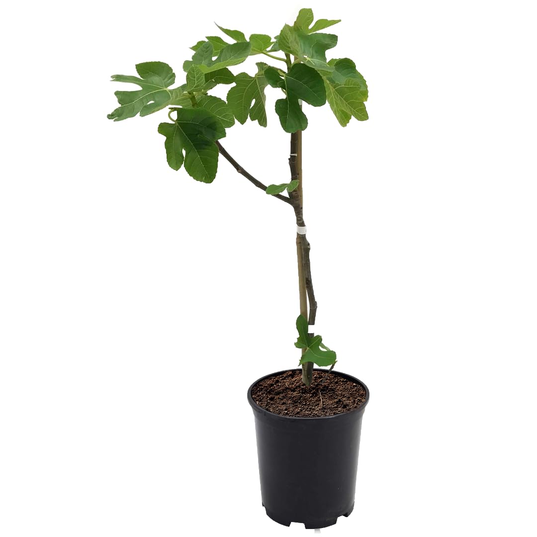 American Plant Exchange Brown Turkey Fig Tree, 1 Gallon Pot, 1-1.5ft Tall, Live Fruiting Plant, Outdoor Landscape Garden Plant, Self-Pollinating, Edible Fruit Tree, Harvest Twice a Year