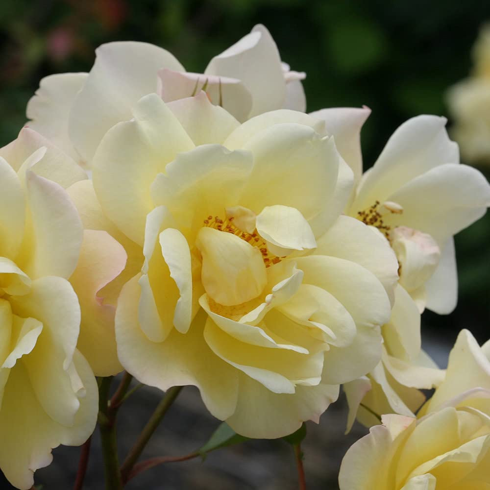 Heirloom Climbing Roses, Live Own Root Plant for Outdoor Garden, Sky's The Limit™, Lightly Fragrant, Hardiness Zones 5-10, Repeat Blooming