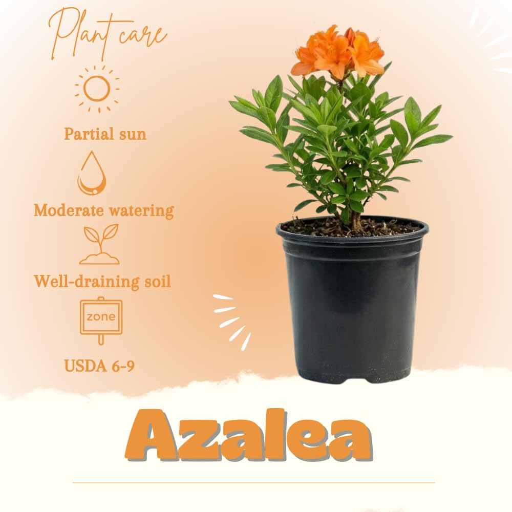 Azalea Live Plant, Live Azalea Plants, Flowering Shrub with Vibrant Red Blooms, 4-7 Inches Tall in 4 Inch Pot (Orange)