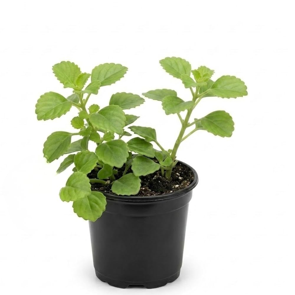 2 Swedish Ivy Plants Live House Plants, Swedish Ivy in 3.25 Inch Pot, Lush Trailing Greenery for Indoor Spaces, Desks & Window Areas, Easy to Grow