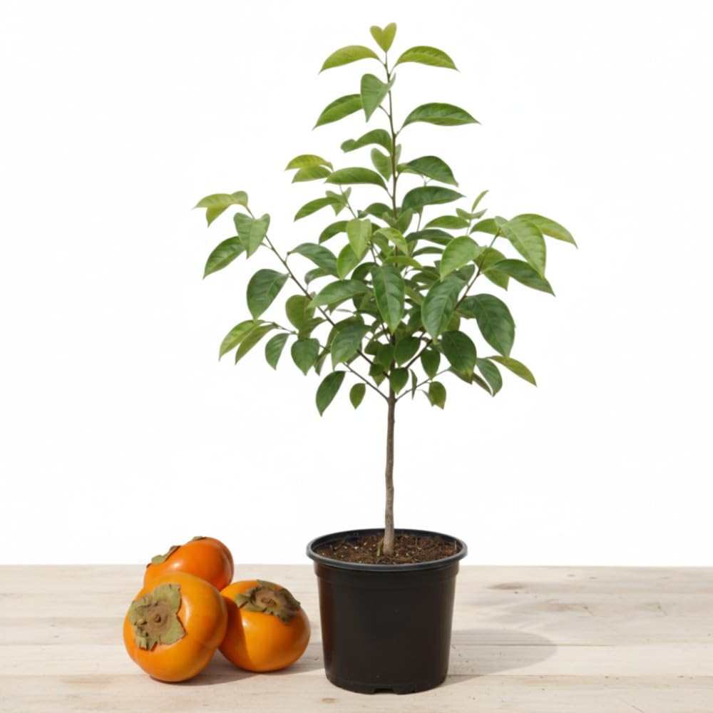 (No Ship to CA) Persimmon Tree Live Plant | Quart Size Pot | Low Maintenance Deciduous Flowering Tree | Robust Established Plant for Home Garden | Dormant Plant