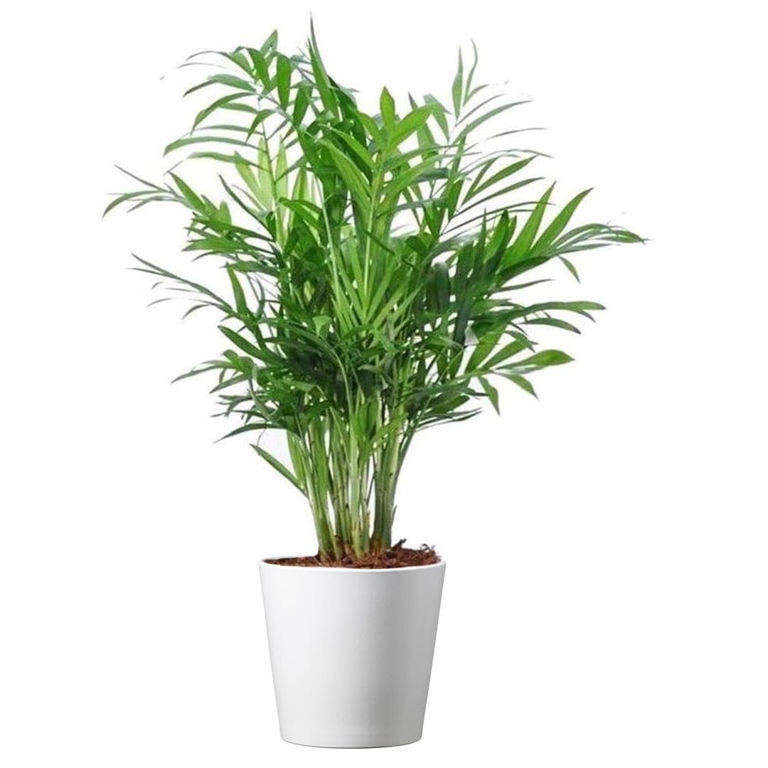 American Plant Exchange Parlor Palm – 4-Inch Pot with Cover – Live Easy Care Low-Light Indoor Houseplant, Pet-Friendly Tropical Palm for Home, Office, Bedroom & Shelf Décor