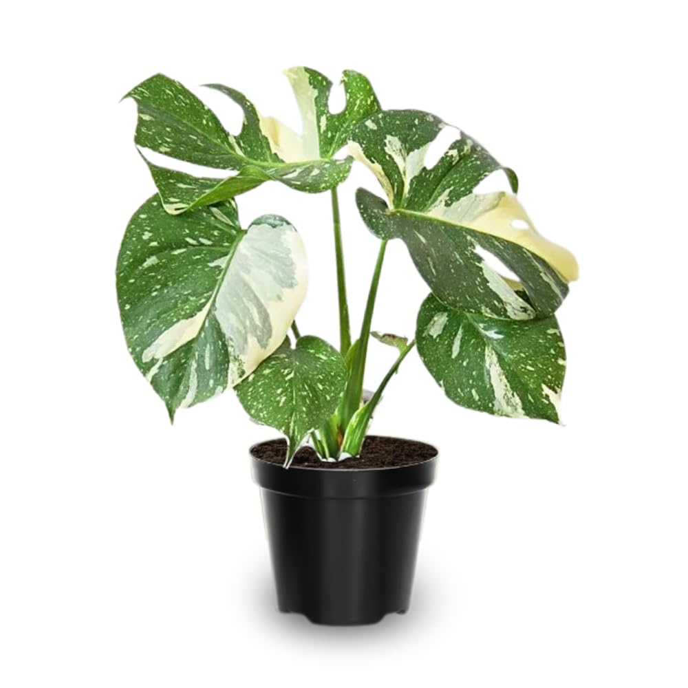 Monstera Plant Live, Monstera Fully Rooted 4-7'' Tall, No Pot, Easy-Care, Fast-Growing Indoor Houseplant (Constellation Monstera)