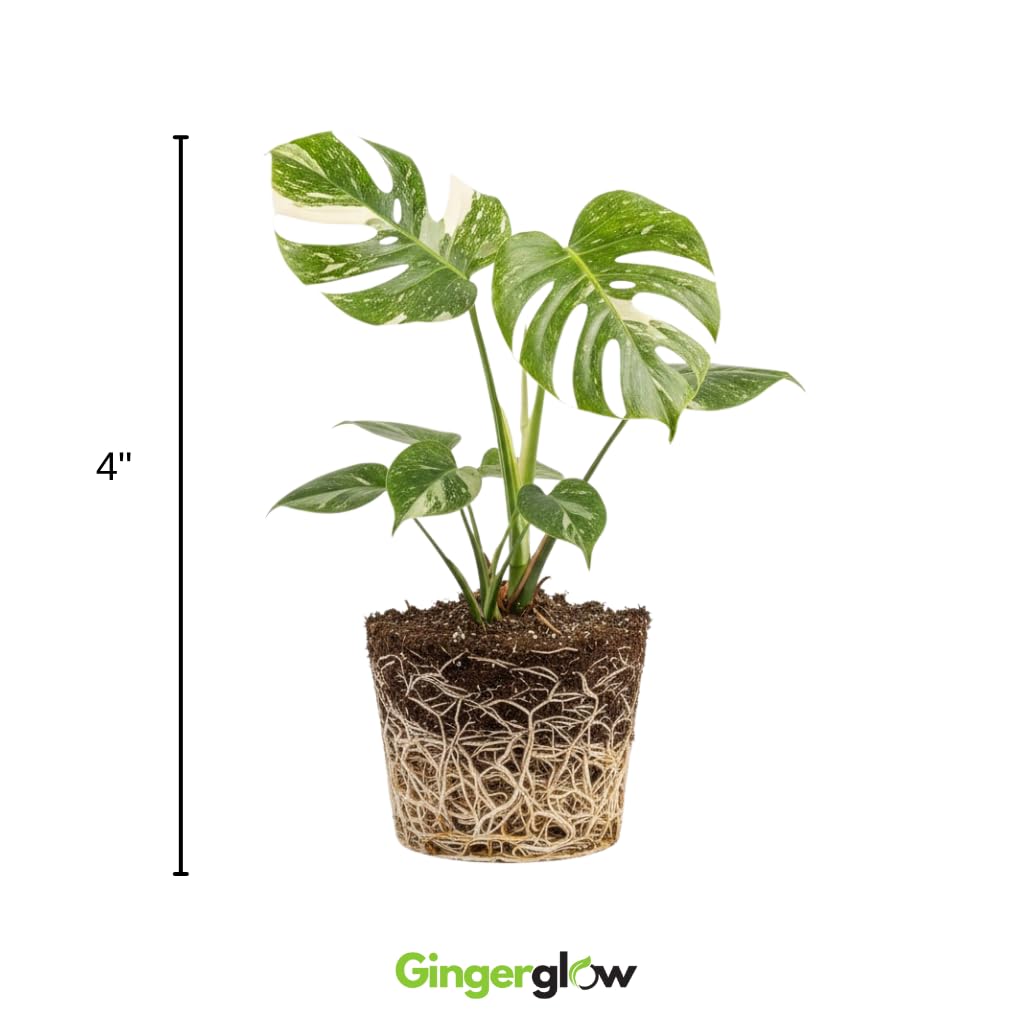 Monstera Thai Constellation Live Plant 4 Inch Tall | Variegated Monstera Plant Live | Tropical Indoor Houseplant for Shelf, Desk or Living Space