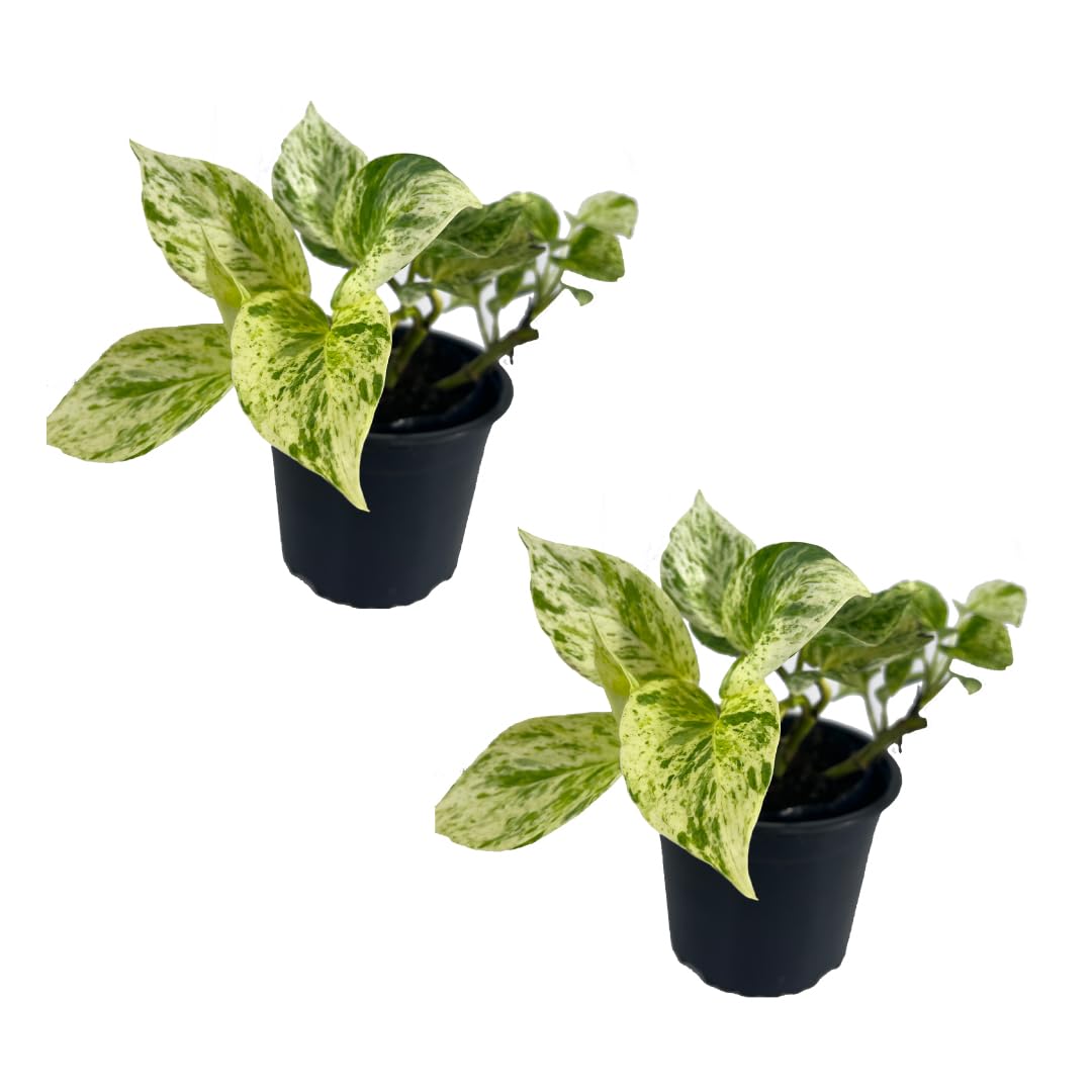 LEAL PLANTS ECUADOR Epipremnum Aureum Marble Queen (Pack of 2) Trailing Live Houseplants Neon Pothos | Natural Décor Plant | Marble Queen Photos