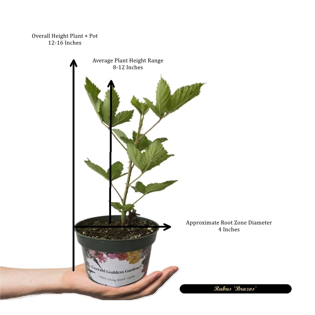 Brazos Heirloom Low Chill Cultivated BlackBerry - Rubus Live Berry Plant - Large Sweet Fruit - Thorny Canes- Warm Climate - 8-12 Inches Tall - 4 Inch Pot