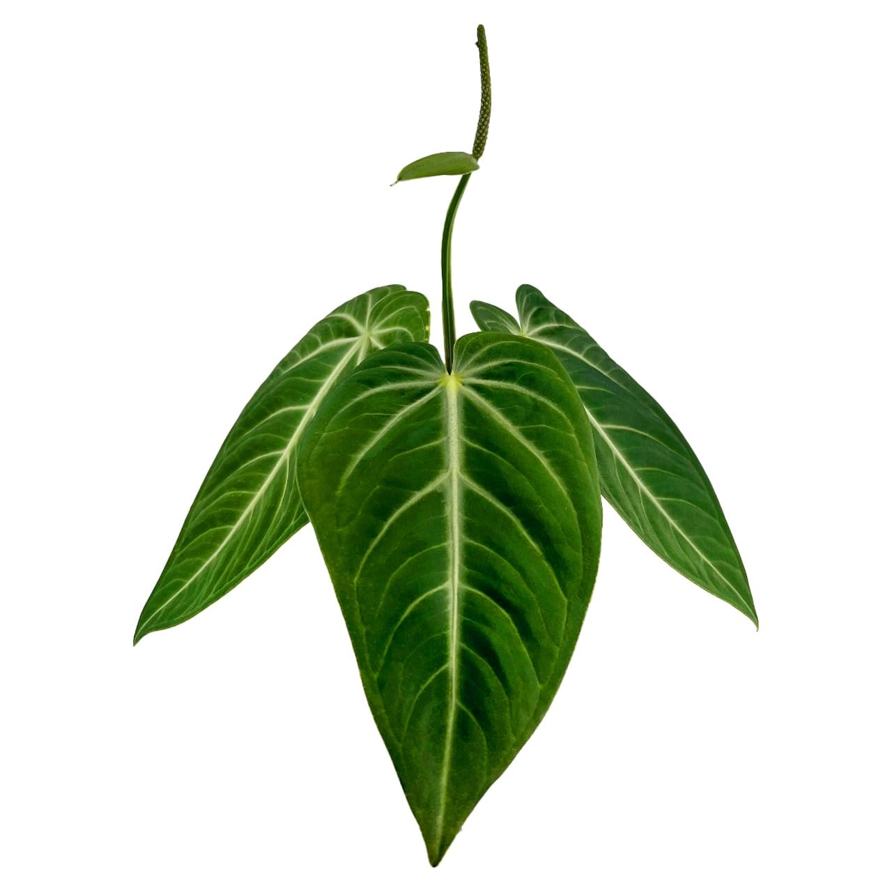 LEAL PLANTS ECUADOR Anthurium Villenaorum| Live Tropical Anthurium for Indoor Decor | Air-Purifying Elephant Ear Plant | Green Foliage Heart Plant | Low-Maintenance Live Houseplant for Home