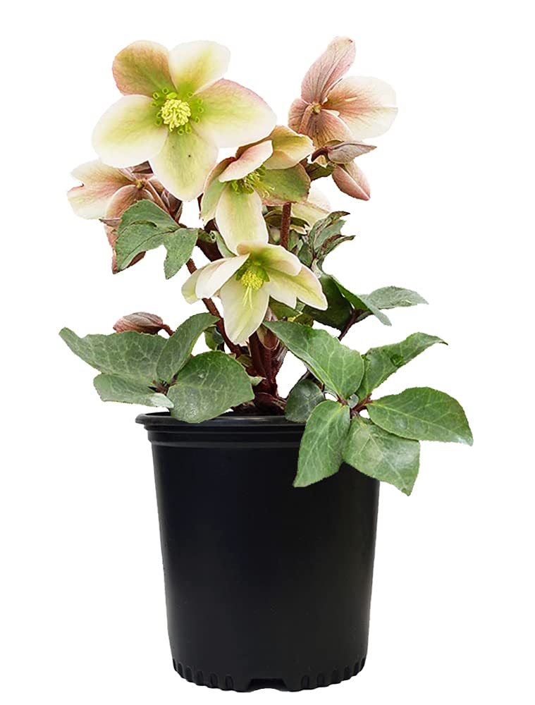 Live Plant Helleborus-X 'Ivory Prince' (Christmas Rose) Walhelivor Perennial, 1-Gallon Potted Plant from Green Promise Farms