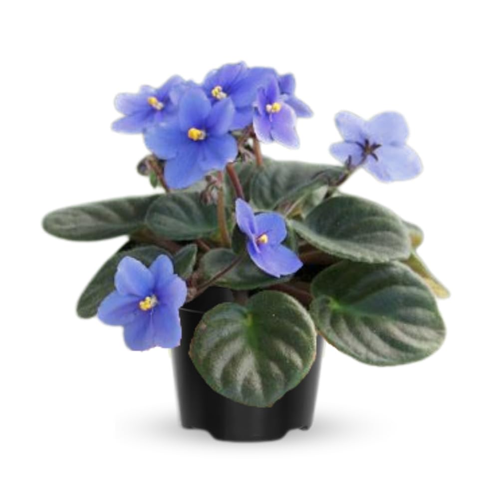 Live African Violet Plant Indoor, Light Blue African Violets Live Plant, 4 Inches Pot, African Violet Plant Live House Plants for Garden, 5 to 8 Inc Tall