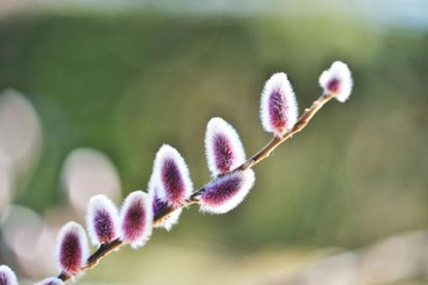 Purple Pussy Willow Tree Cuttings to Grow -Stunning Purple Spring Catskins (2 Cuttings)