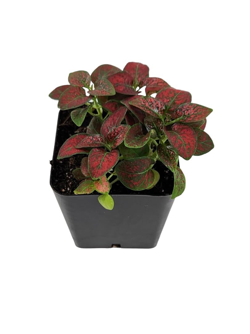Josh's Frogs Hypoestes phyllostachy 'Red Splash'