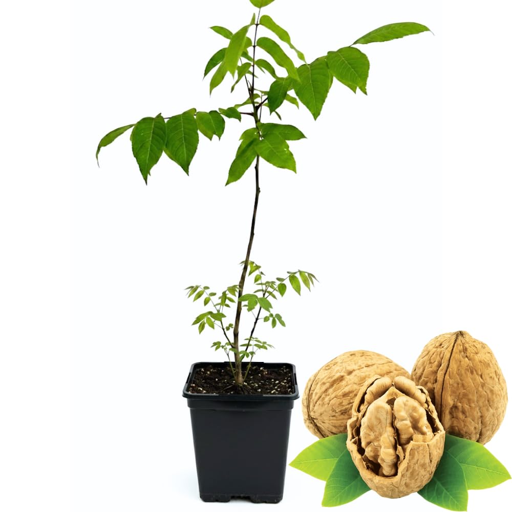 Live Black Walnut Tree, 4-Inch Potted, Cold Hardy Shade Tree for Yard or Garden, 6-12 Inch Tall