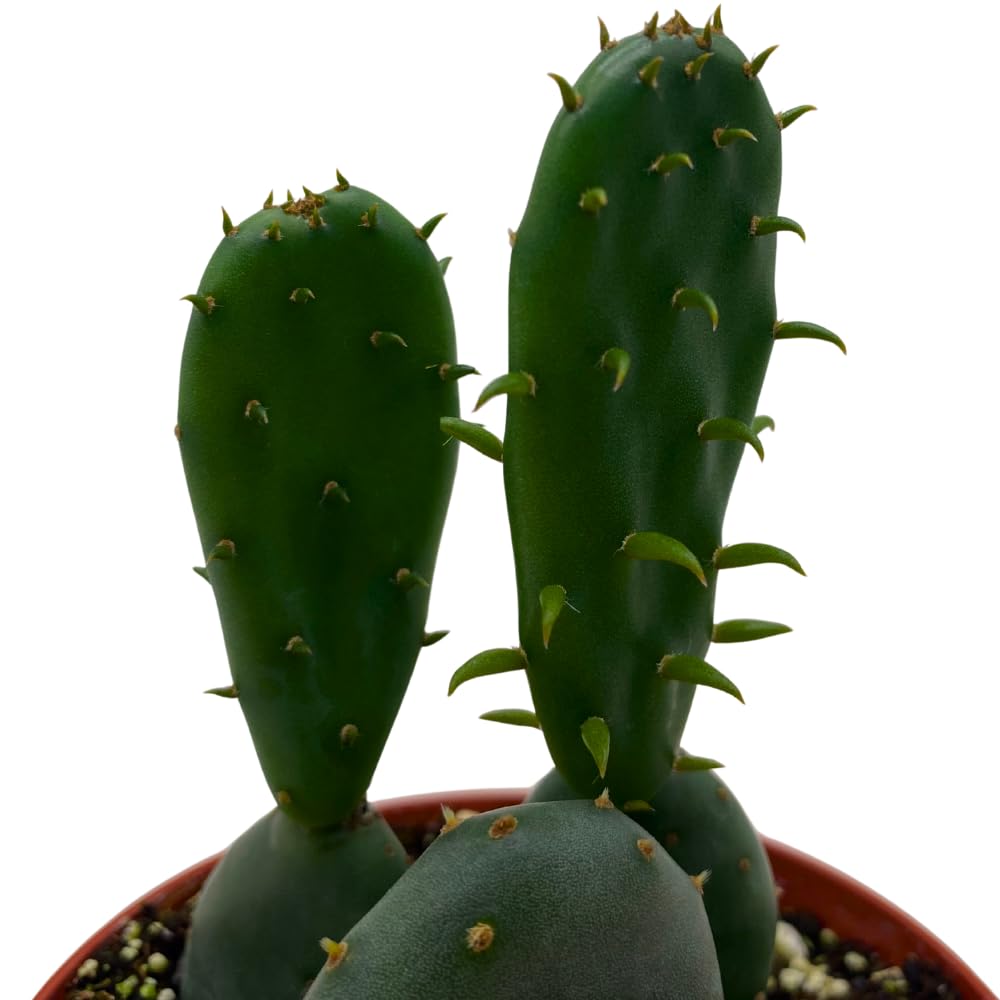 BubbleBlooms Opuntia ficus-Indica, Prickly Pear Cactus, Rare Cactus in a 4 inch Pot Well Rooted
