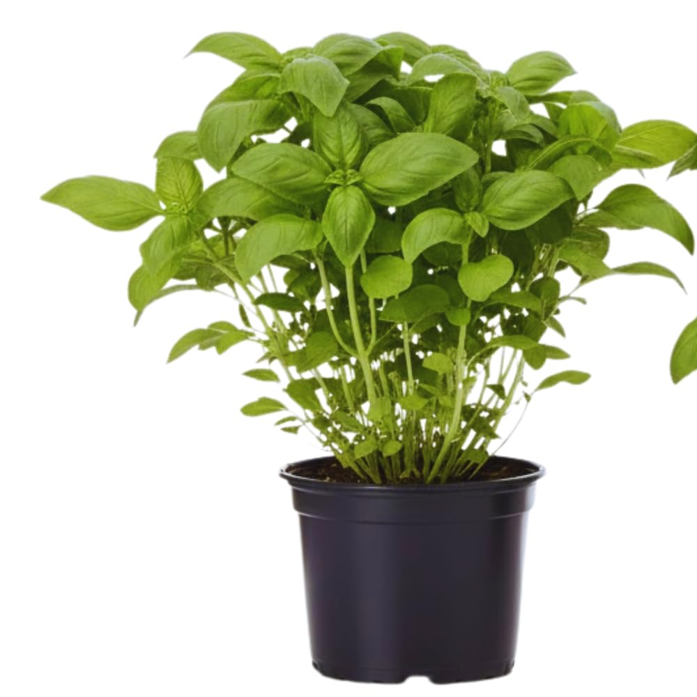 2 Sweet Basil Plants, 4 Inc Pot, Herb Plant Live Planting