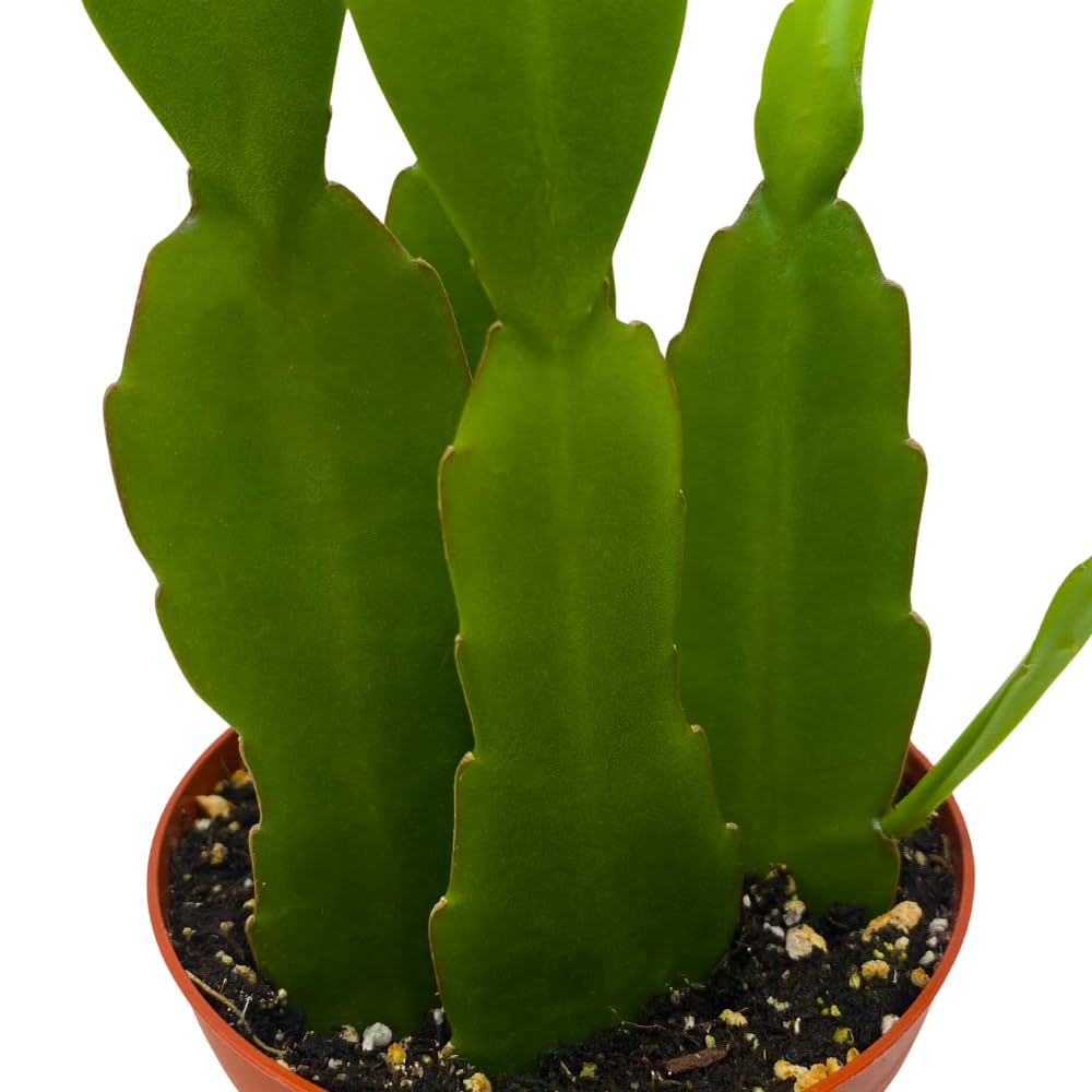 BubbleBlooms Epiphyllum Orchid Cactus in a 4 inch Pot Disocactus ackermannii,