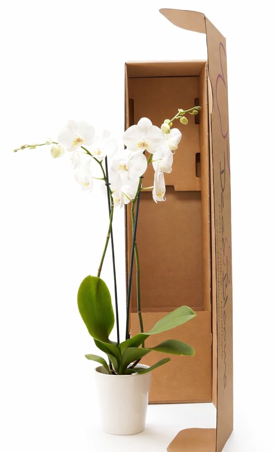 DecoBlooms Premium Pearl 5” Orchid Live Indoor Plant (Modern Pot Included) – Grown in the USA - Fresh Flowering Home Decor Delivery for Birthday, Anniversary, Sympathy, Wedding, Mother's Day