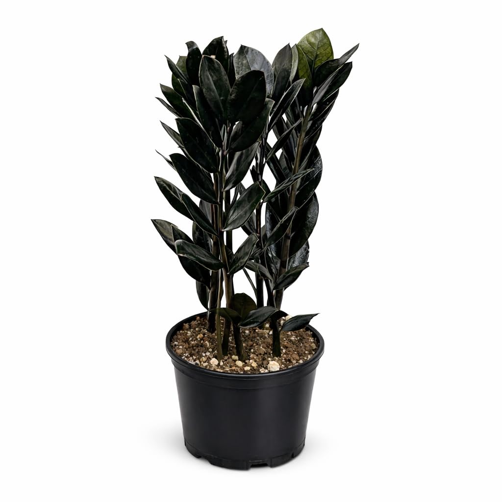 Black ZZ Plant Live Indoor Houseplant in 6 Inch Pot, Raven ZZ Plant, Zamioculcas Zamiifolia, Low Maintenance Potted Plant for Home and Office