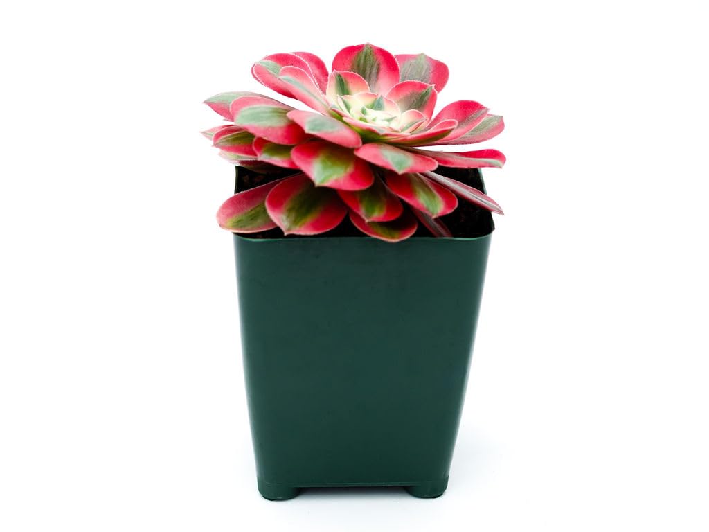 Grow Margo Aeonium Pink Witch Live Succulent (4" Plant Pot), Succulents Plants Live, Succulent Plants Fully Rooted, Rare House Plant for Home Office Decoration, DIY Projects, Party Favor Gift