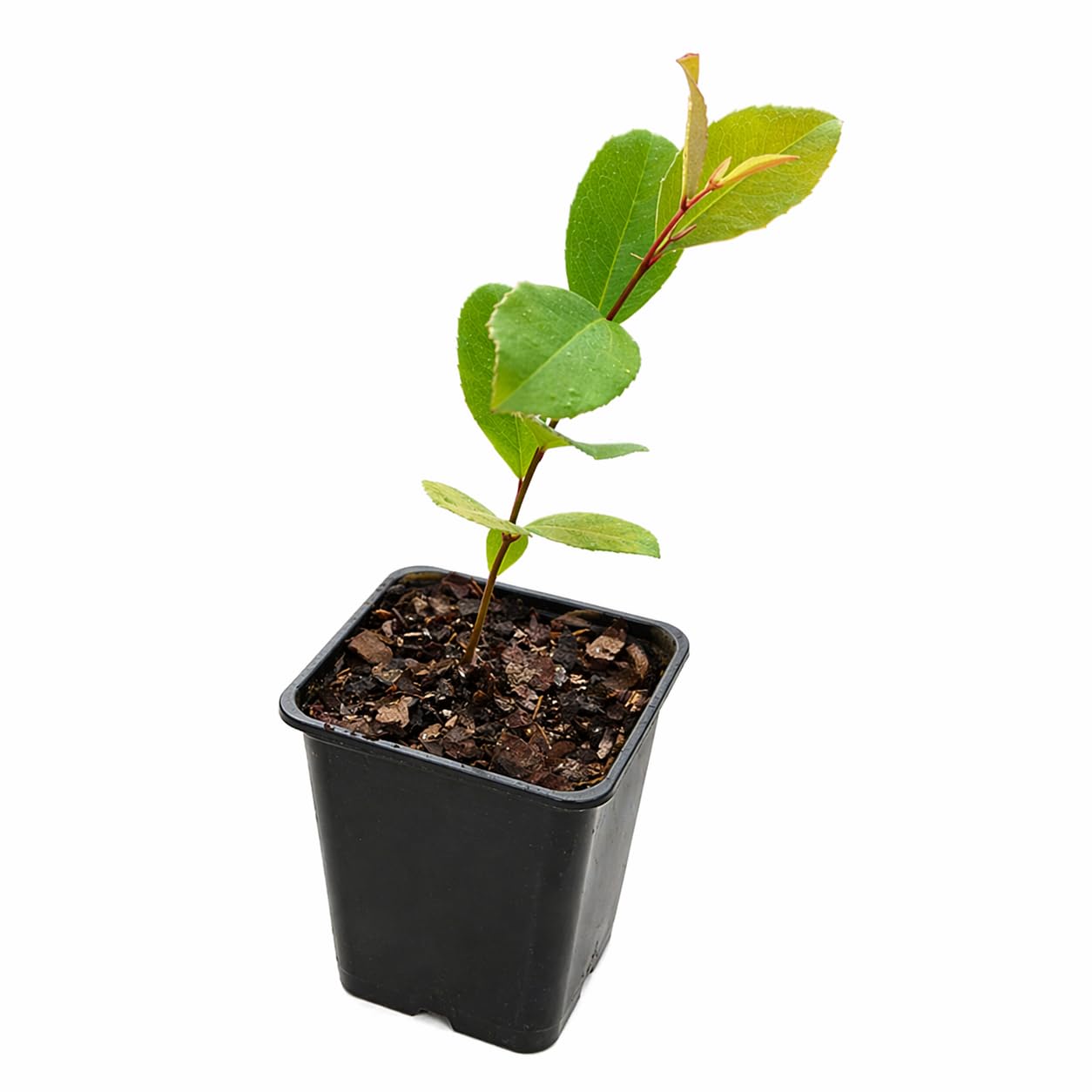 2 Carolina Cherry Laurel Shrubs - 4-6" Tall Live Plants - 3" Pots - Laurel Bush/Hedge Seedlings - Prunus caroliniana - (2 Pack)