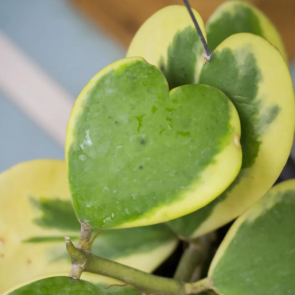 Hoya Kerrii Plant, Variegated Hoya Heart Plants Live Houseplants in 4 Inch Pot, Perennial Vine Plant for Indoor Outdoor Garden, Multiple Leaves