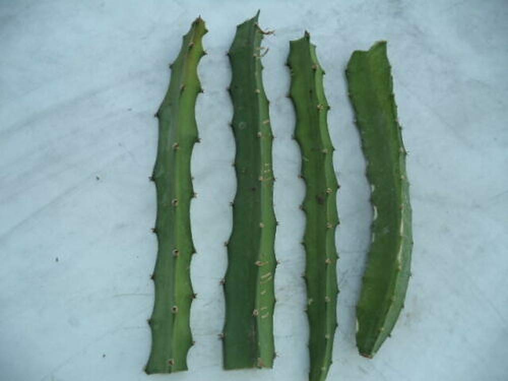 Yellow Dragon Fruit Cutting 8 Inc to 10 Inc Length for Planting 1 Cutting