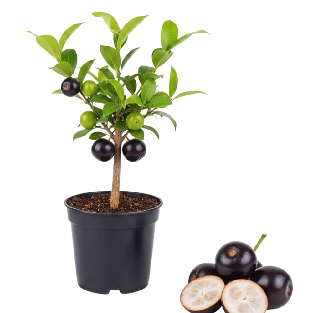 Black Jaboticaba Tree Plant Live, Jaboticaba Grape Fruit Plant, 5 to 8 Inc Long, Tropical Plants Garden