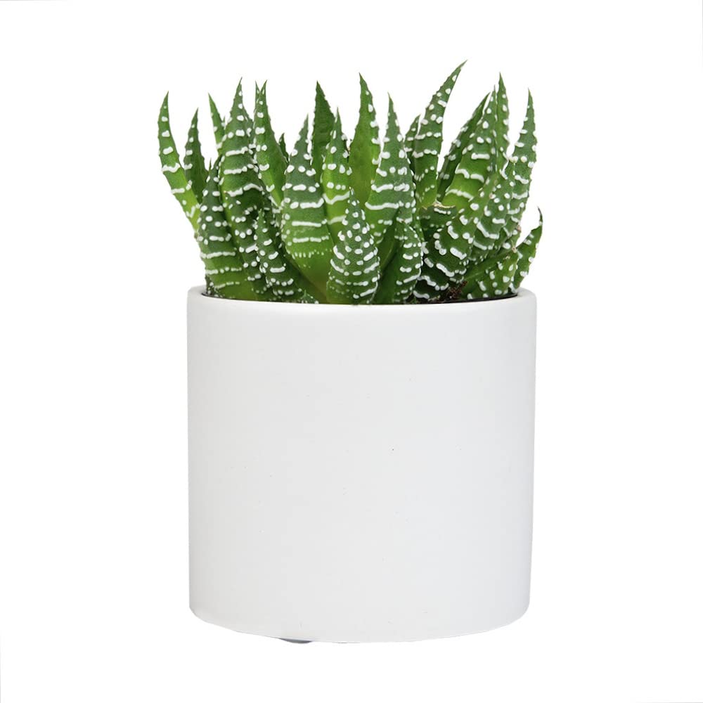 Haworthia Succulent Plant Live in White Planter, Live Succulents Plants Live Plants, Live Indoor Plants Live Houseplants, Low Light House Plants, Succulent Plants Cactus Plants Live by Plants for Pets
