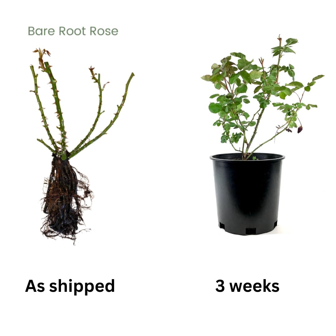 Red Climbing Rose Live Plant, Can Grow As Rose Bushes Shrubs, Fragrant Ready to Plant, Starter Size, 5 to 10 Inc Tall, Dormant in Winter