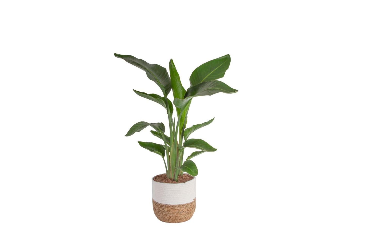 Costa Farms White Bird of Paradise Live Plant in Decorative Pot, Large Indoor Houseplant, Perfect for Home, Room, or Office Decor, Great House Warming or Birthday Gift, 2-3 Feet Tall