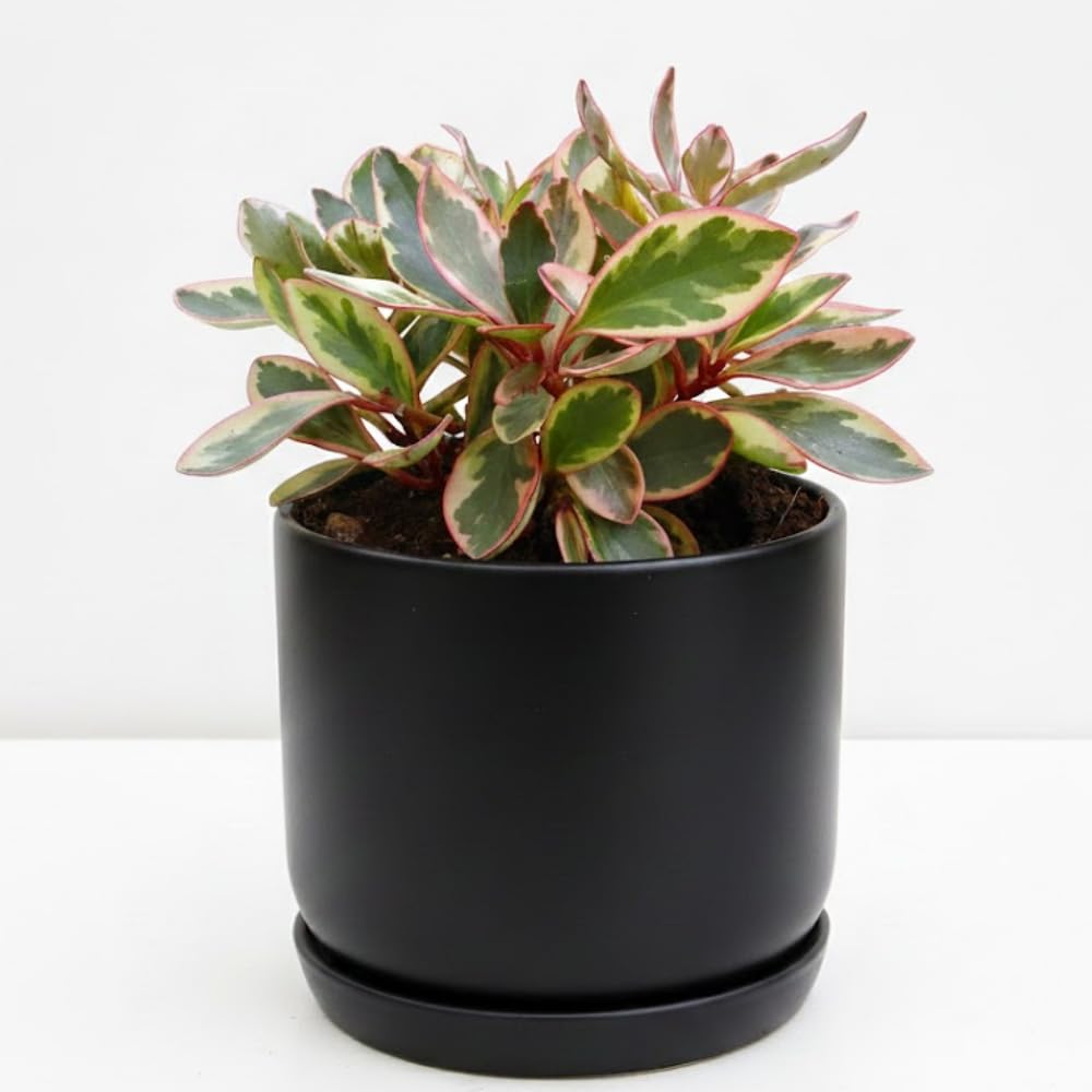 Peperomia Plant Live, Peperomia Live in 3.5 Inches Pot, Tropical Houseplant for Indoor Planting, Compact Plant for Home Office Decor, 4 to 6 Inches Tall (Peperomia Rainbow)