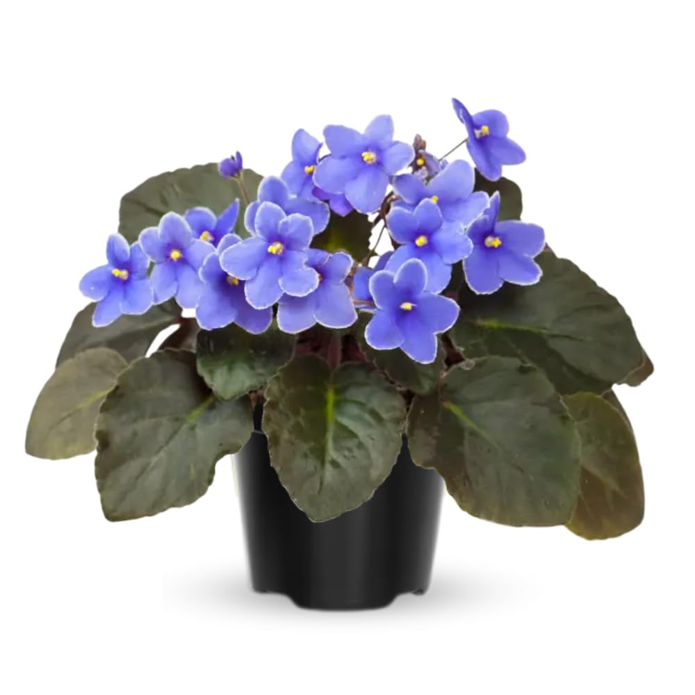 Live African Violet Plant Indoor, Light Blue African Violets Live Plant, 4 Inches Pot, African Violet Plant Live House Plants for Garden, 5 to 8 Inc Tall