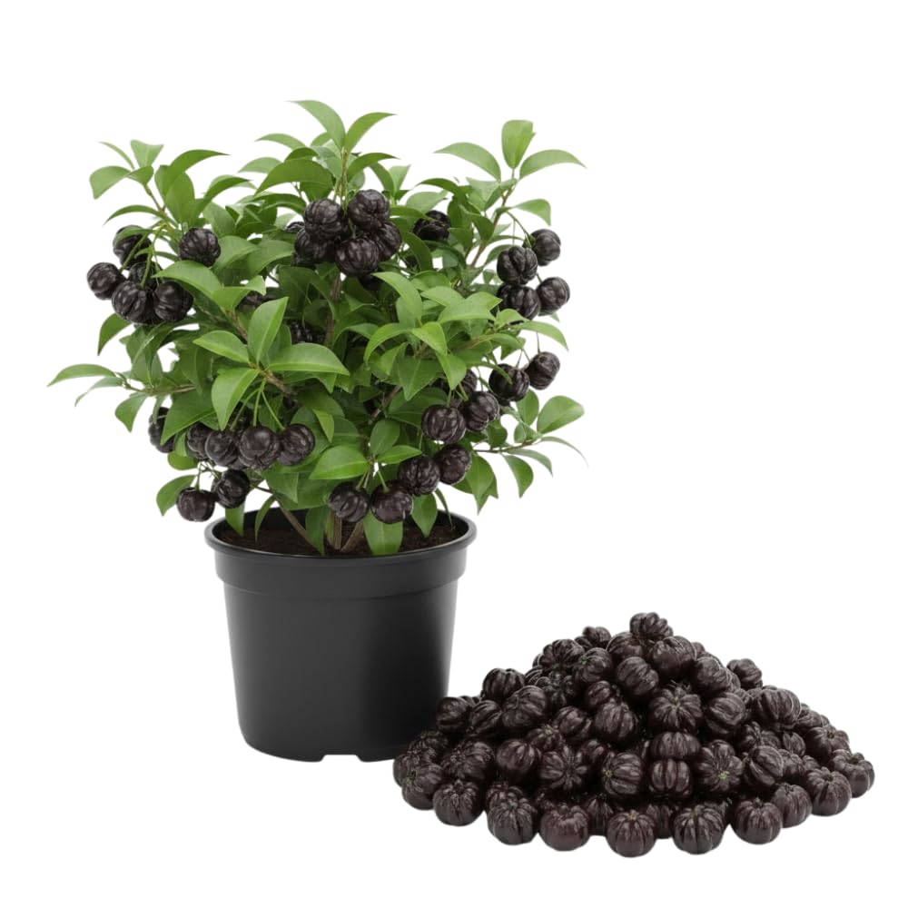 Black Surinam Cherry Tree Live Plants, Cherry Plant from 2 to 3 Feet Tall, Edible and Sweet Cherry Fruit Tree, 1 Gallon Pot, Easy Care for Outdoor Gardening