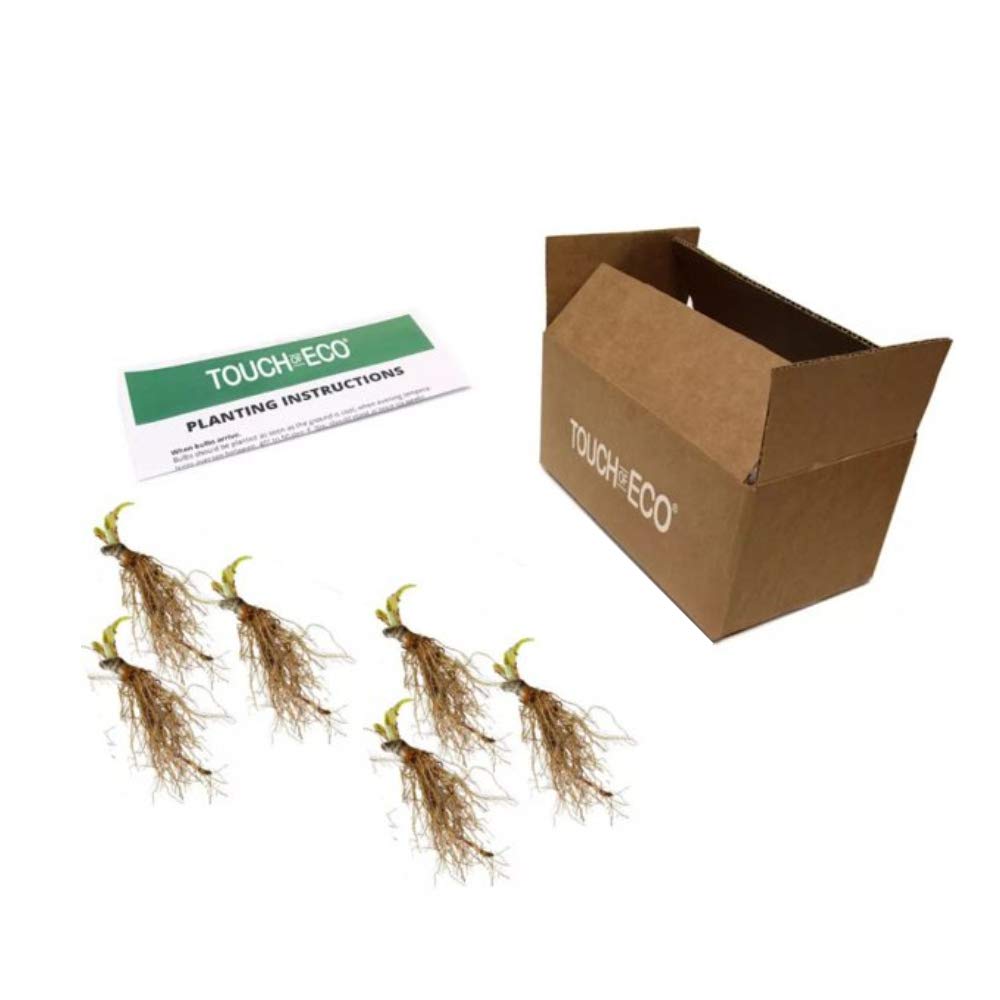 6 Pack of Mixed Heart-Shaped Hosta Bare Roots Plants - Rich Green Foliage, Low Maintenance for Your Home and Garden, Shipped Fresh & Daily from Our Coolers. 1000's Sold