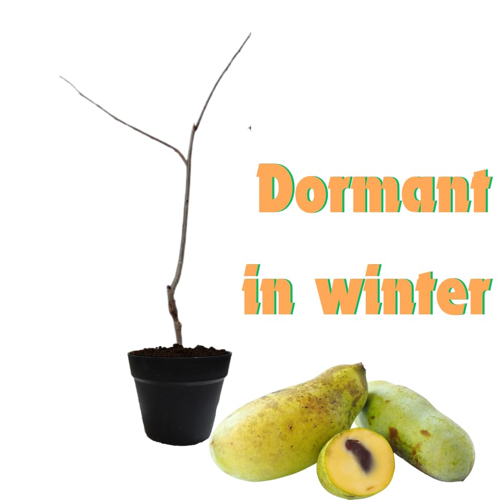 2 Common Pawpaw Trees Live Plants Size 1 Year Old, Potted 6-12" Tall Dormant Paw Paw Seedling Plants, Well Rooted, Ornamental Fruit Asimina Triloba