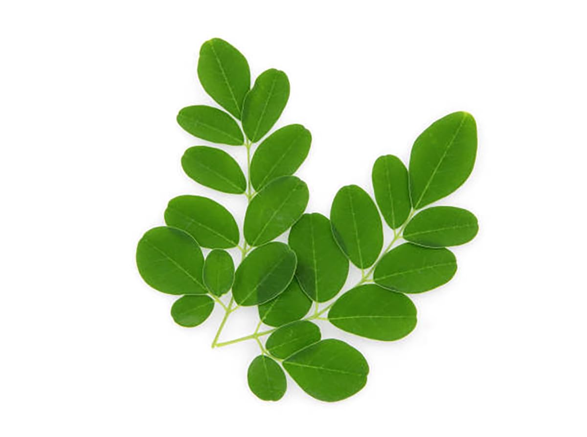 25 Seeds of The Tree of Life - The Moringa Tree - Superfood, Easy to Grow, Fast Growing Tree with Edible Leaves, Stems, Seeds - Marde Ross & Company…