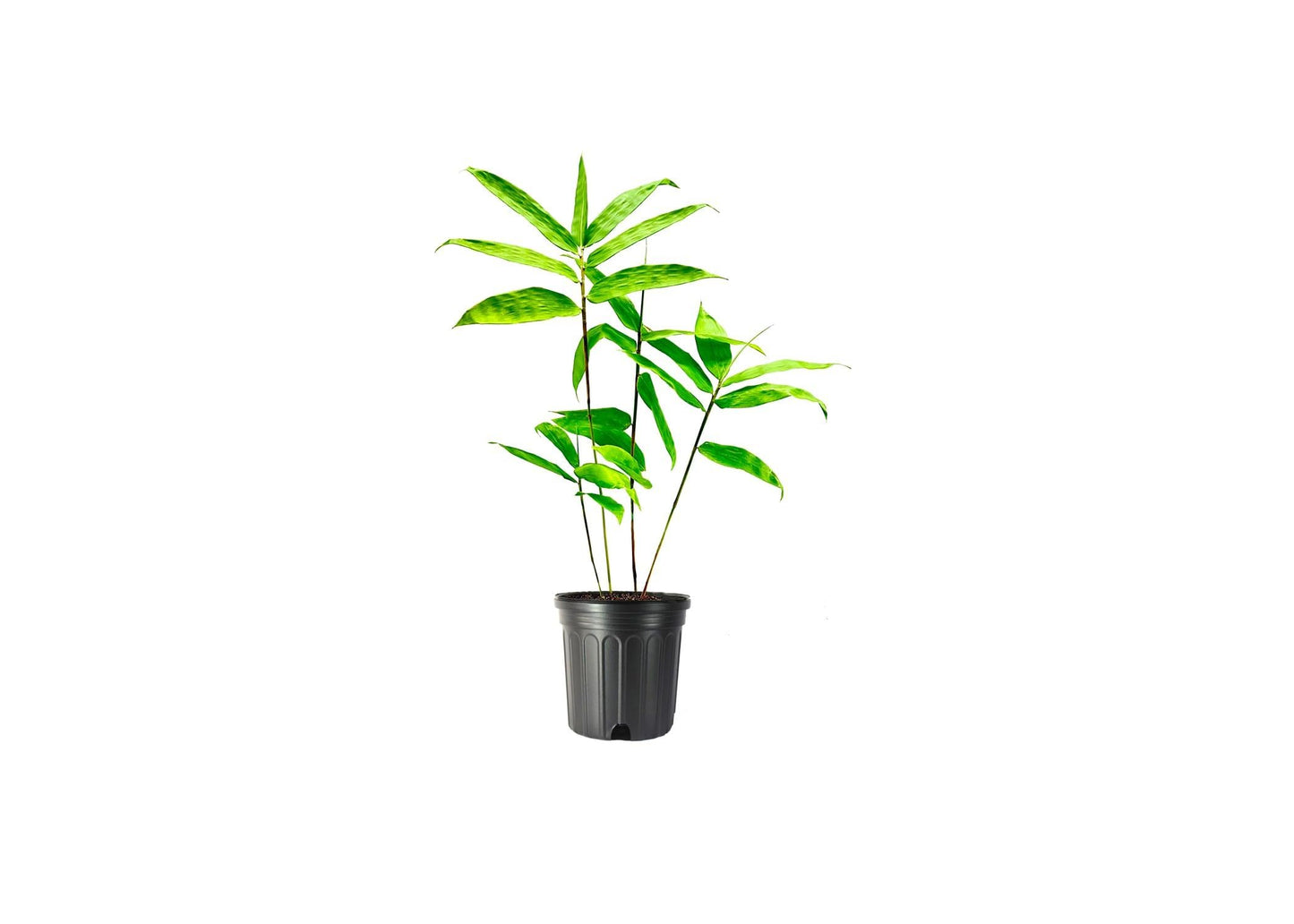 Dendrocalamus Asper Bamboo | 2 Large Trade Gallon Size Plants | Dendrocalamus Asper | Privacy Screen, Fast Growing Privacy Hedge, Non-Invasive, Tropical Landscape, Drought Tolerant