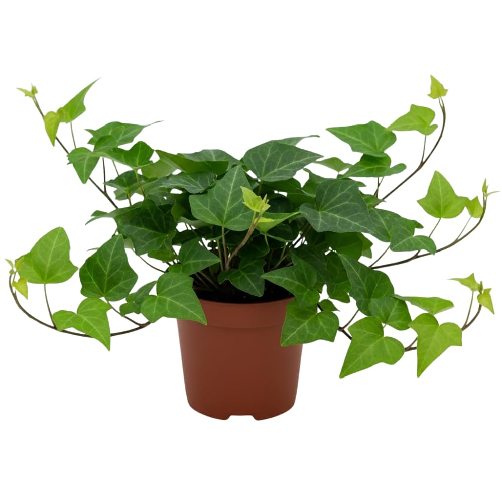 English Ivy Live Plant, Perennial English Ivy Vine Live Plant in Pot, 4 to 8 Inches Tall