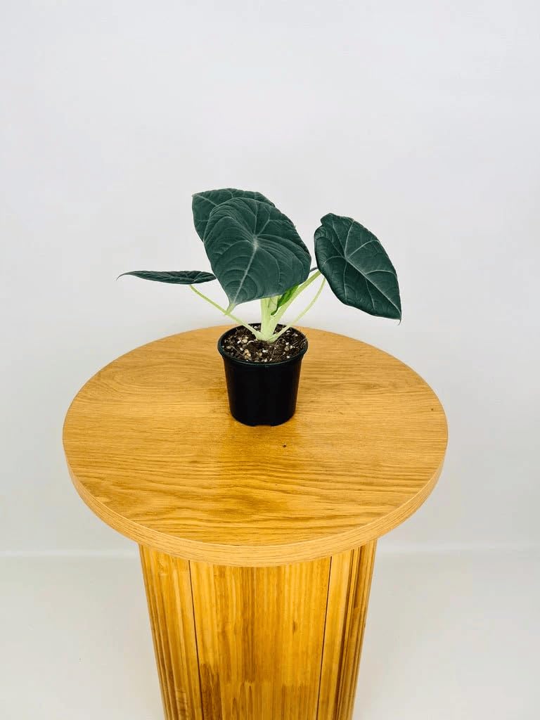 Alocasia Maharani (Grey Dragon) 5-9" Live Plant - Rare Jewel Alocasia with Thick Textured Foliage - Compact Indoor Houseplant - Exotic Living Decor