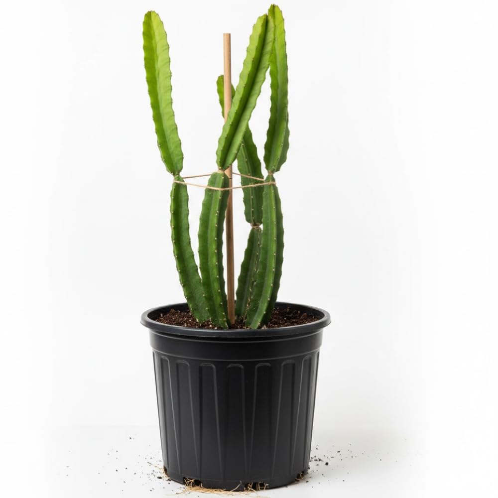 Dragon Fruit Plant Live in 3 Gallon Pot, Tropical Dragon Fruit Vine Plant, Sweet Fruits Plants for Outdoor Planting