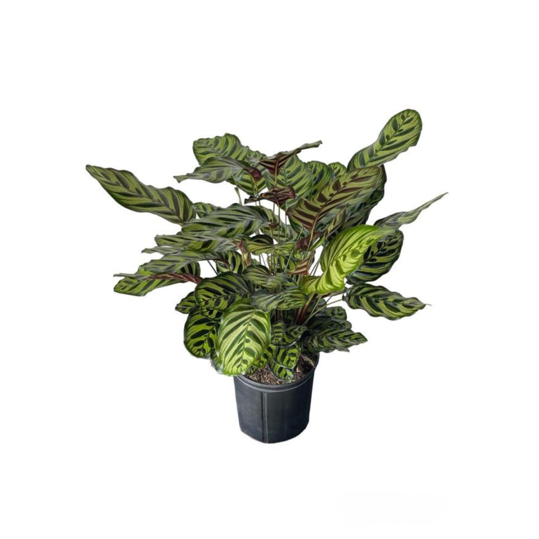 Andersen Farms Calathea Makoyana – 10 Inches Grower Pot – Peacock Plant – Live Air Purifying Indoor Plant with Patterned Green Leaves, Easy Care Tropical Home Décor