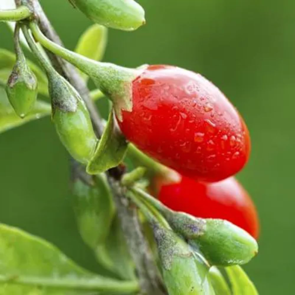 5-9" Tall Goji Berry Plant Live for Planting, Red Goji Berry Tree Live Plant, Well-Rooted