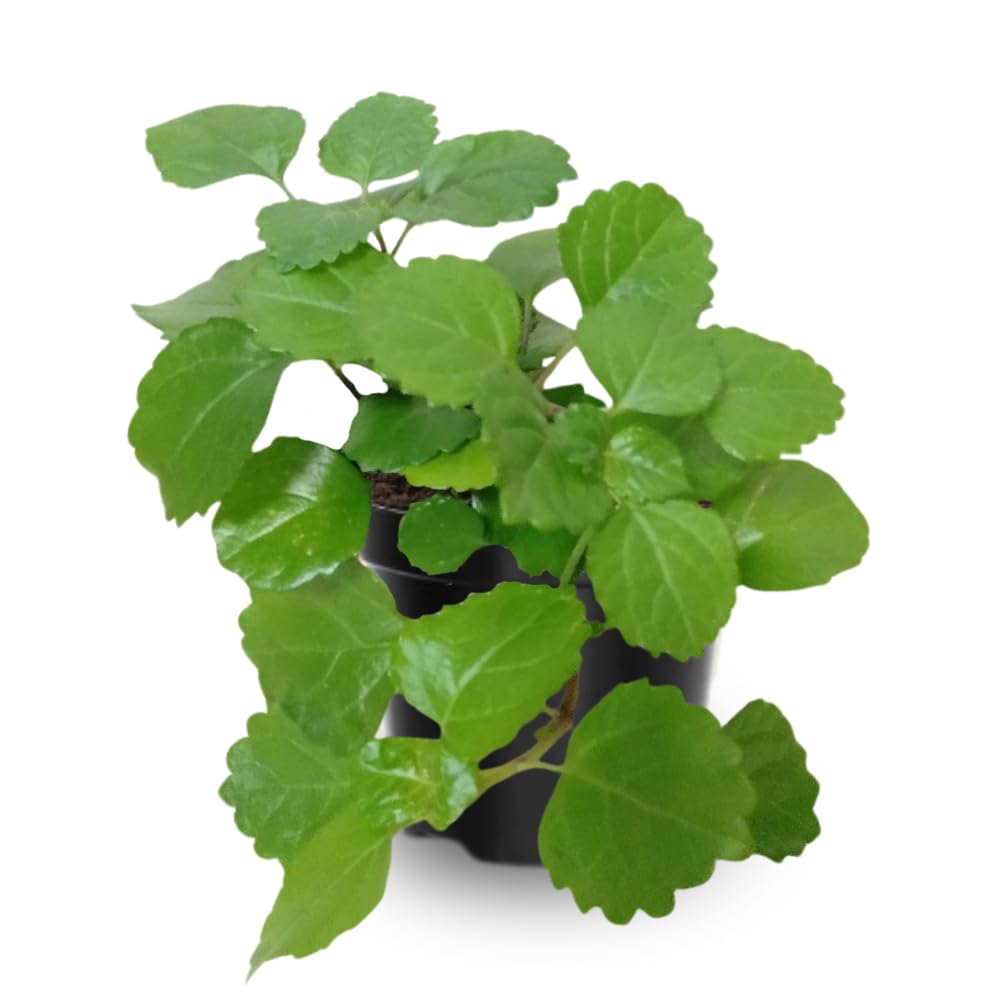 2 Green Swedish Ivy Plants, 3 Inc to 6 Inc Tall Seedling, House Plant Live, Live Swedish Ivy Plants, Swedish Ivy Live Plants
