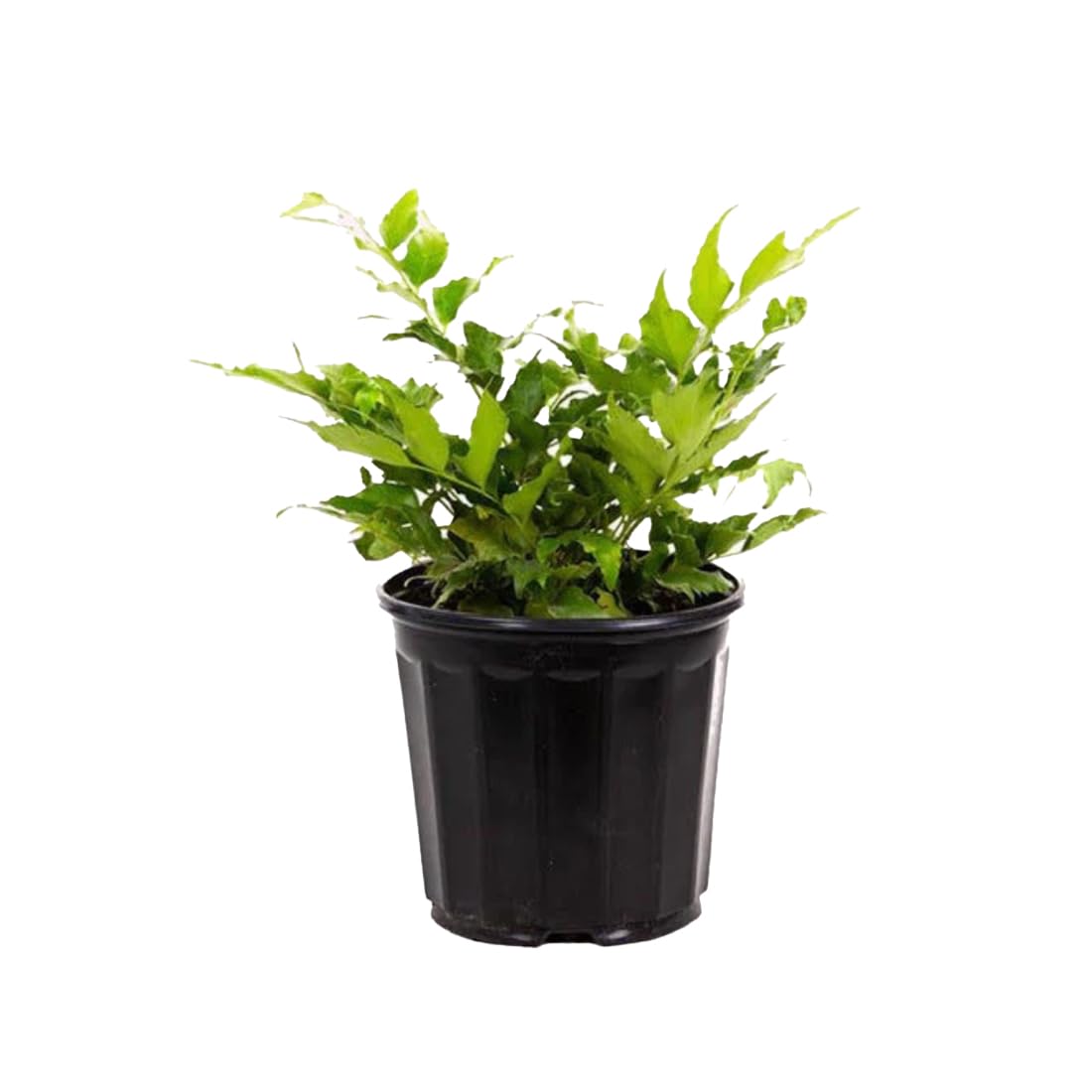 American Plant Exchange Holly Fern – 6-Inch Pot – Live Easy Care Shade-Loving Plant, Versatile Green Foliage for Home, Garden, Landscape, or Patio Decor