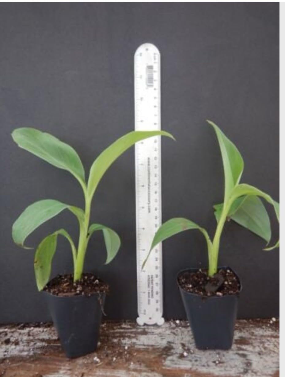 Live Plant - Chinese Dwarf Yellow Banana/Golden Lotus Musella Lasiocarpa Live Starter Plant