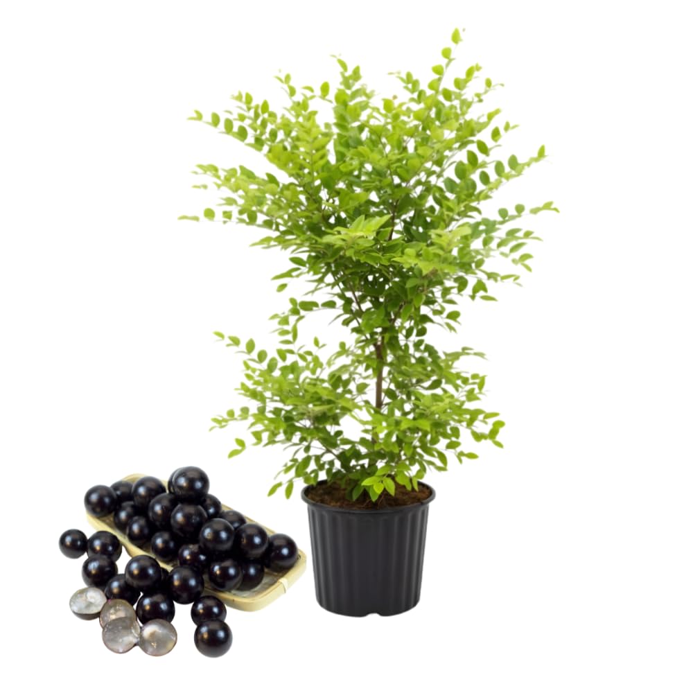 Jabuticaba Fruit Tree for Planting | Jaboticaba Live Tree | 2.5–3 Ft Potted Tropical Fruit Tree | Sweet Edible Berries for Home Gardens Patios & Containers | No Ship to CA,HI,AK