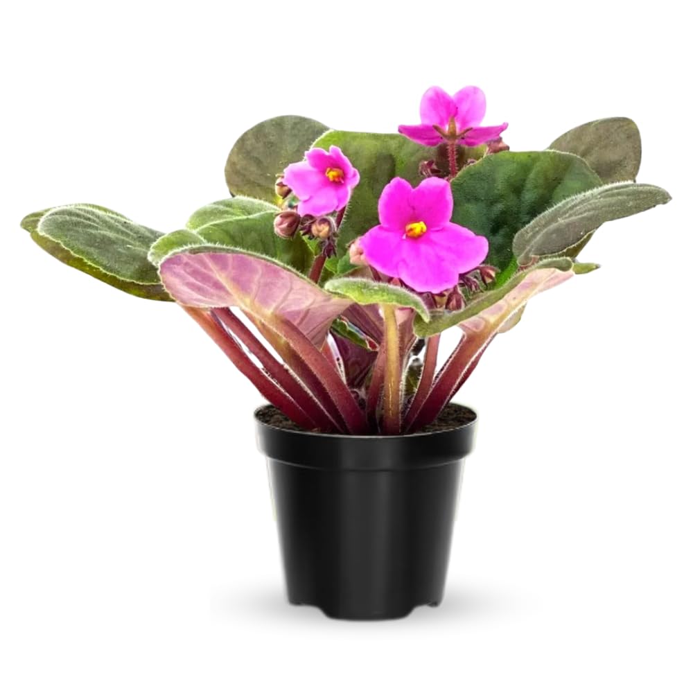 African Violet Plant, Pink African Violets Live Plants, 4 to 6 Inc Tall