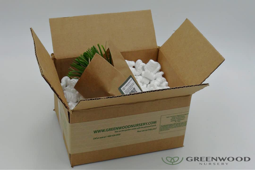 Greenwood Nursery: Live Ornamental Grasses - White Pampas Grass + Cortaderia Selloana - [Qty: 3X Pint Pots] - (Click for Other Available Plants/Quantities)