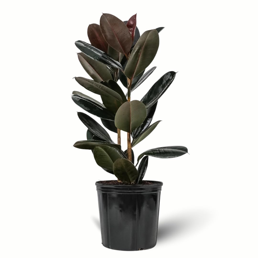 Eureka Farms Ficus Burgundy Bush – Live Rubber Tree Plant, Low Maintenance Indoor Tropical Houseplant with Rich Red & Green Foliage, Perfect for Home & Office Decor